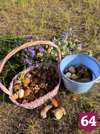 Саратовцы собирают в лесах грибы и землянику