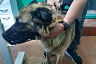 Саратовские ветеринары спасли овчарку Альфу с воспалением уха